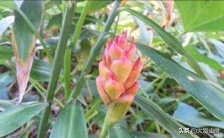 大姜开花是什么原因?