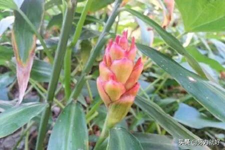 大姜开花是什么原因?