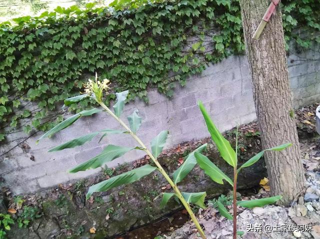 大姜开花是什么原因?