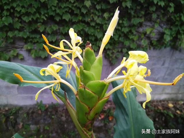 大姜开花是什么原因?