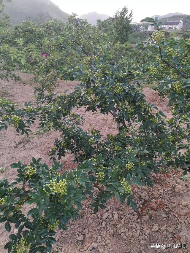 花椒树怎么培养结果枝?