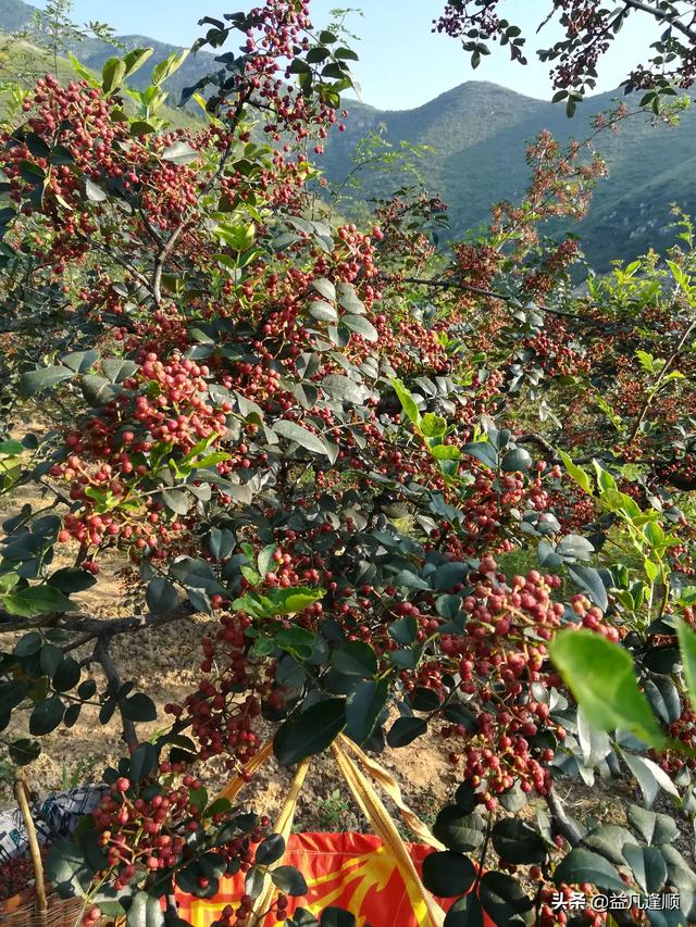 花椒树怎么培养结果枝?