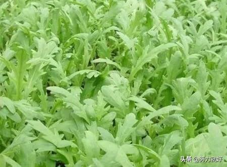 茼蒿怎么养追肥?