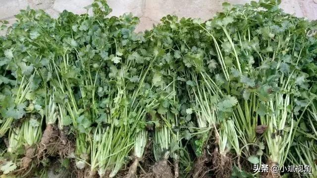 香菜追肥，请问可以使用尿素吗？