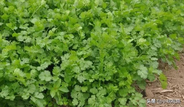 香菜追肥，请问可以使用尿素吗？