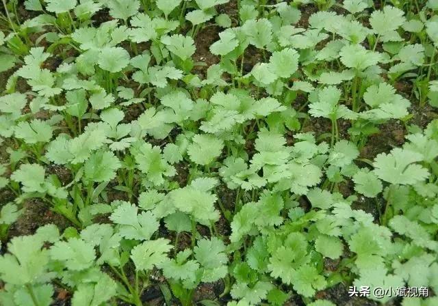 香菜追肥，请问可以使用尿素吗？
