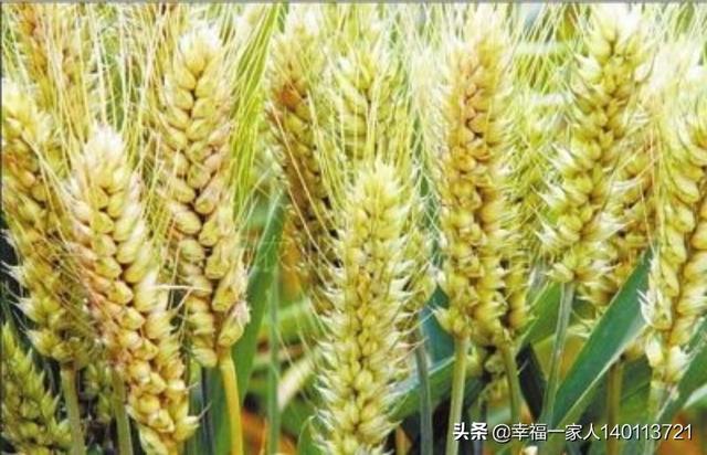 小麦种植前,需要深耕土壤吗?