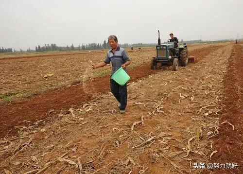小麦种植前,需要深耕土壤吗?