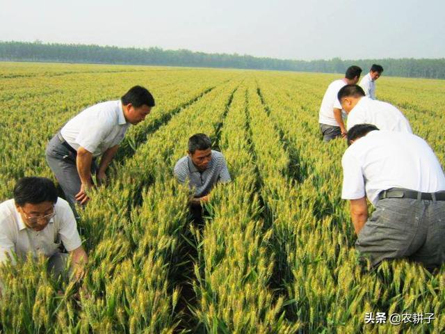小麦种植前,需要深耕土壤吗?