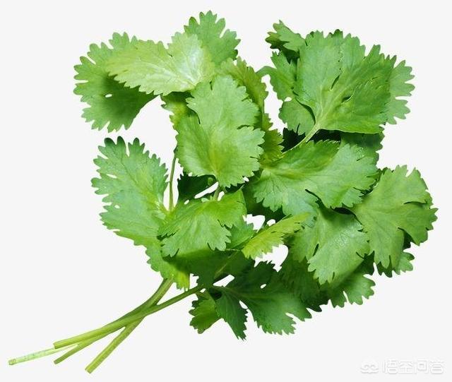 香菜的生长期较短,请问有必要打农药吗?