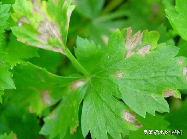 香菜的生长期较短,请问有必要打农药吗?