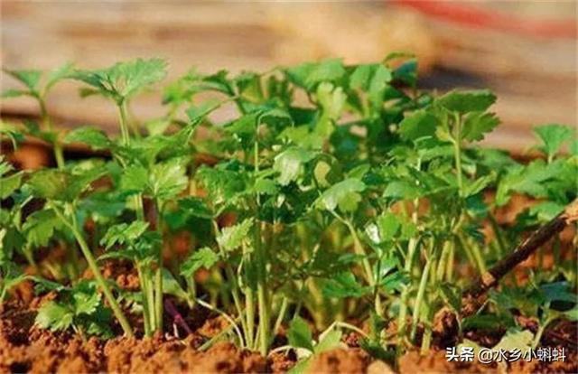 香菜的生长期较短,请问有必要打农药吗?