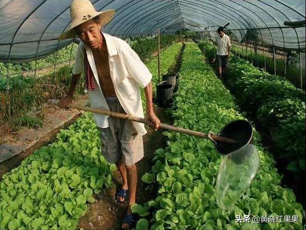 小白菜生长周期很短,请问还需要施肥打药吗?