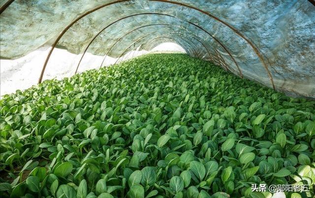 小白菜生长周期很短,请问还需要施肥打药吗?