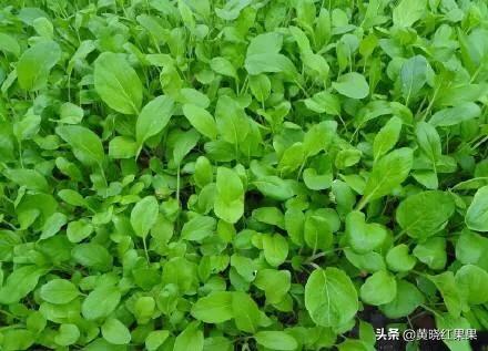小白菜生长周期很短,请问还需要施肥打药吗?