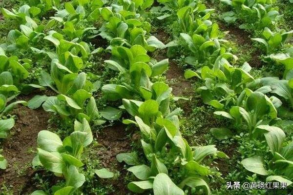 小白菜生长周期很短,请问还需要施肥打药吗?