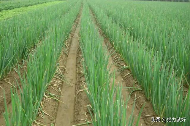 大葱因施肥过多出现肥害现象,该如何防治?