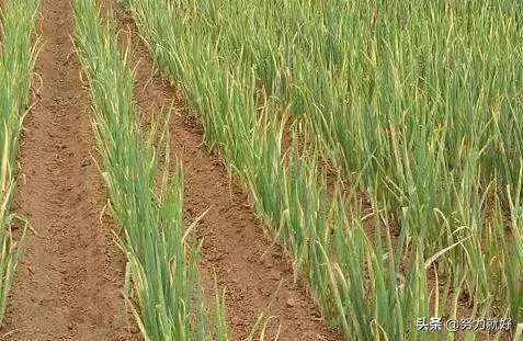 大葱因施肥过多出现肥害现象,该如何防治?