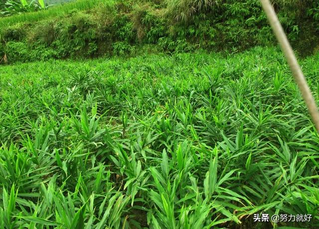 大姜能打多效唑吗?