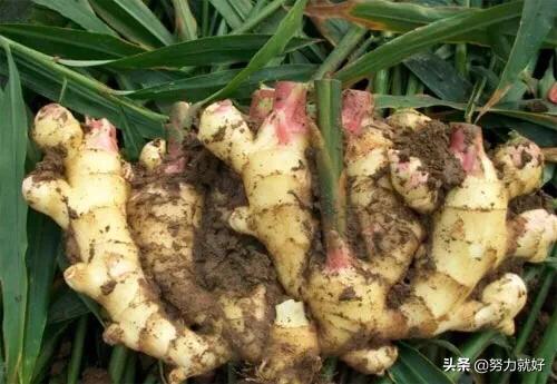 大姜能打多效唑吗?