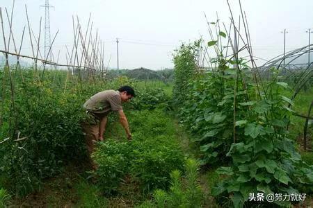 辣椒怎么进行套作栽培?