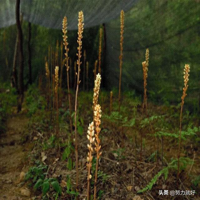 蜜环菌菌丝和菌索是一回事吗？天麻失败的原因有哪些？