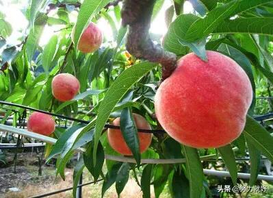 盛果期桃树秋季管理的要点有哪些?