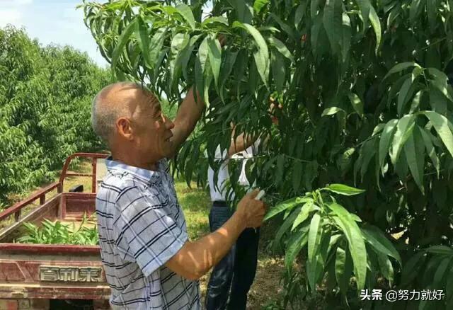 盛果期桃树秋季管理的要点有哪些?
