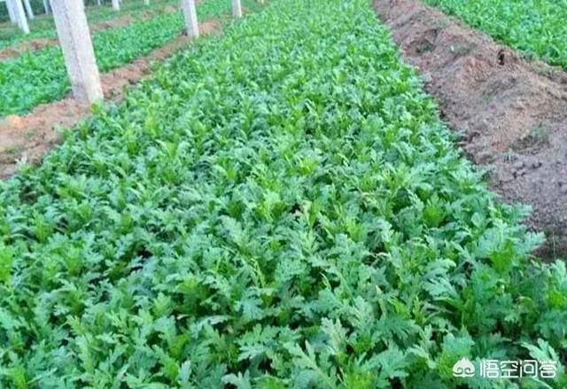 8月份可以种茼蒿吗?怎样种植?