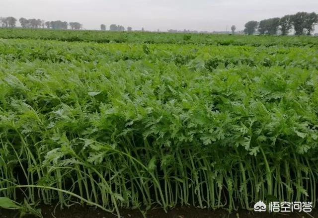 8月份可以种茼蒿吗?怎样种植?