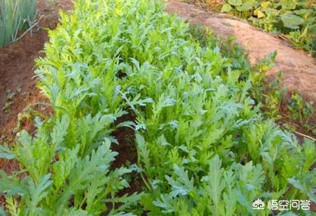 8月份可以种茼蒿吗?怎样种植?
