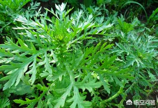 8月份可以种茼蒿吗?怎样种植?