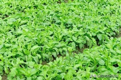 8月份可以种茼蒿吗?怎样种植?