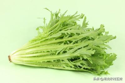 8月份可以种茼蒿吗?怎样种植?