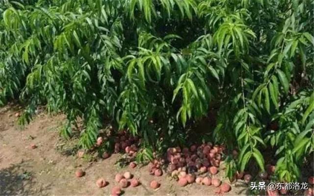 桃树能深耕吗?