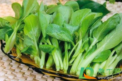 鸡毛菜要不要天天浇水