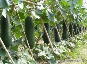 农村种植冬瓜的水肥如何管理?