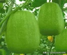 农村种植冬瓜的水肥如何管理?
