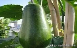 农村种植冬瓜的水肥如何管理?