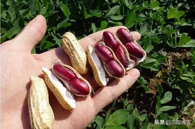 花生烂果,但根部不烂,是什么病,该怎么防治?
