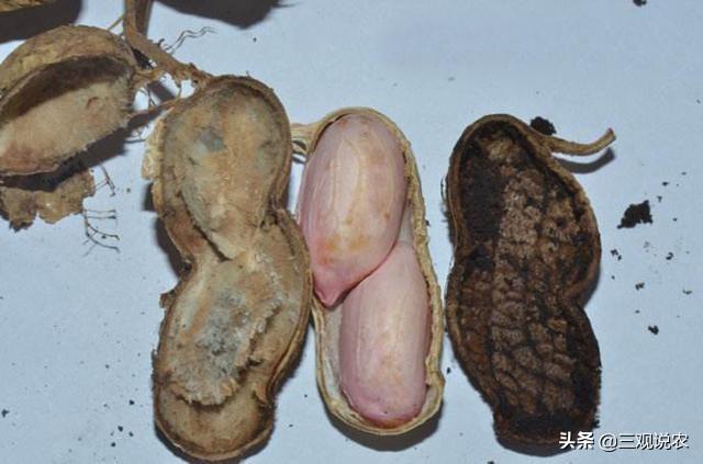 花生烂果,但根部不烂,是什么病,该怎么防治?