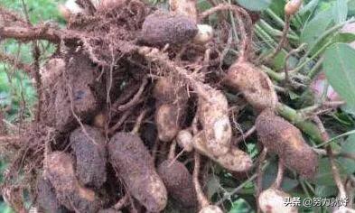 花生烂果,但根部不烂,是什么病,该怎么防治?