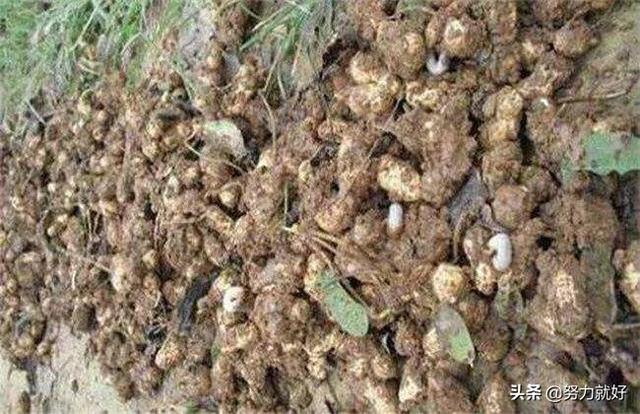 花生烂果,但根部不烂,是什么病,该怎么防治?