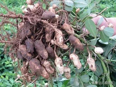 花生烂果,但根部不烂,是什么病,该怎么防治?