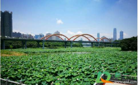 2021春节洪湖返乡码怎么填报