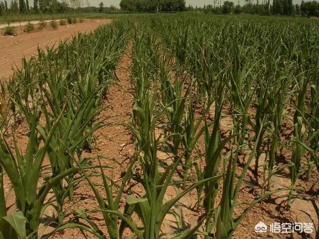 玉米播种后遇持续高温天气怎么办?