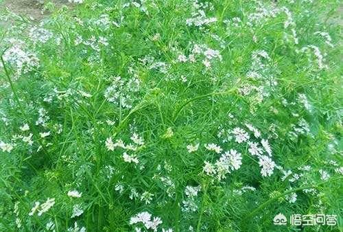 生长调节剂+叶面肥能十杀虫剂吗?