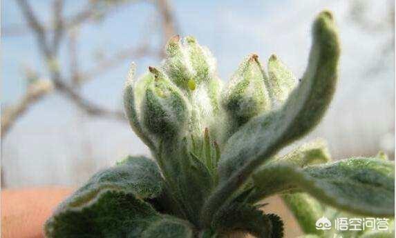 多菌灵能治苹果树白粉病吗?