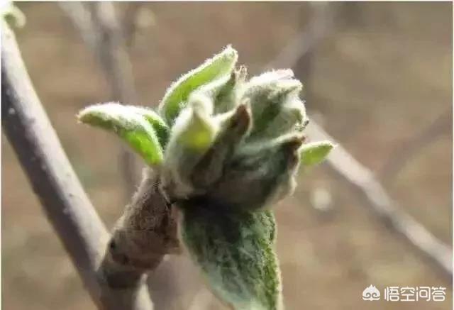 多菌灵能治苹果树白粉病吗?