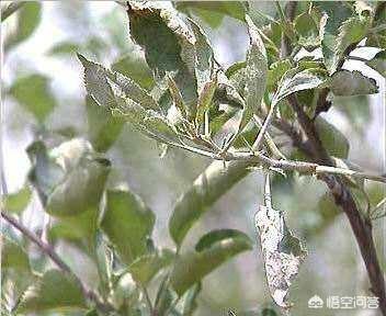 多菌灵能治苹果树白粉病吗?